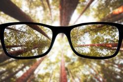 Glasses in forest