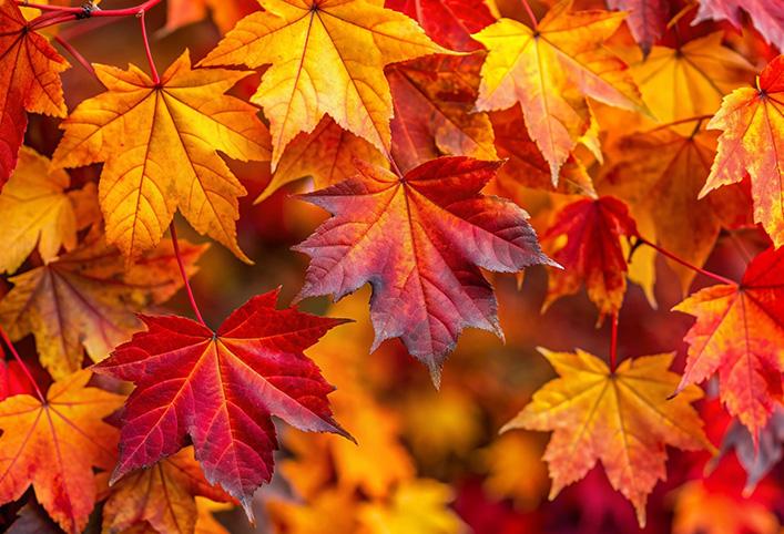 Vibrant autumn maple leaves in shades of red, orange, and yellow.