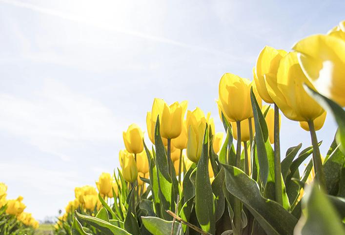 A low-angle view of yellow tulips blooming under a bright, sunny sky.