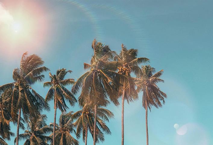 Tall palm trees against a bright, sunny blue sky with lens flare.